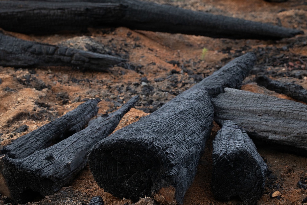 Reforestation Mendocino National Forest