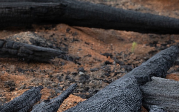 Reforestation Mendocino National Forest