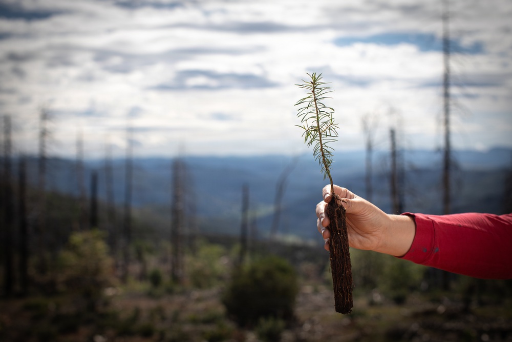 Reforestation Mendocino National Forest