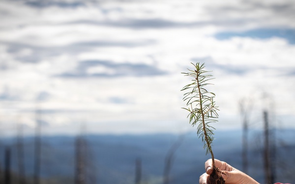 Reforestation Mendocino National Forest