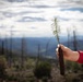 Reforestation Mendocino National Forest