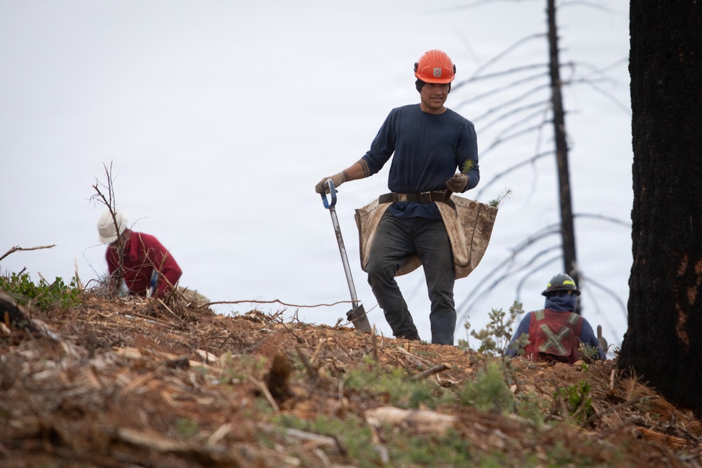 Reforestation Mendocino National Forest