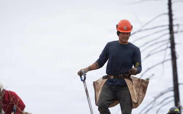 Reforestation Mendocino National Forest