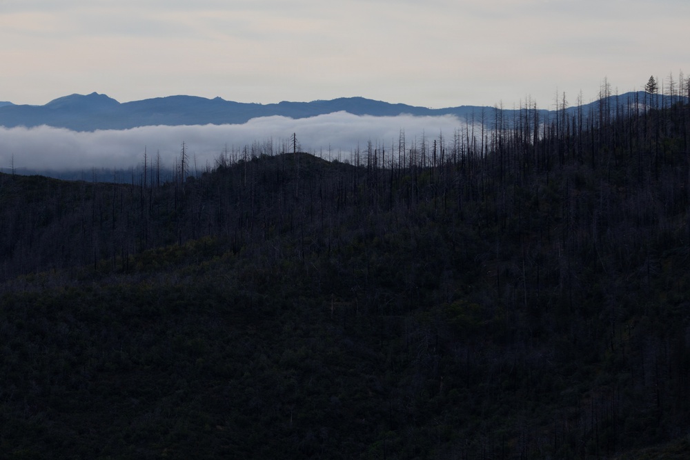Reforestation Mendocino National Forest