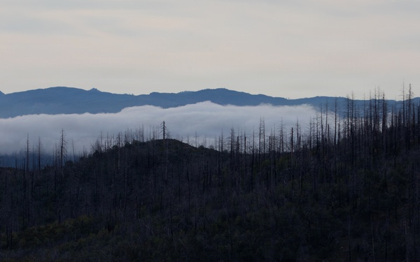 Reforestation Mendocino National Forest