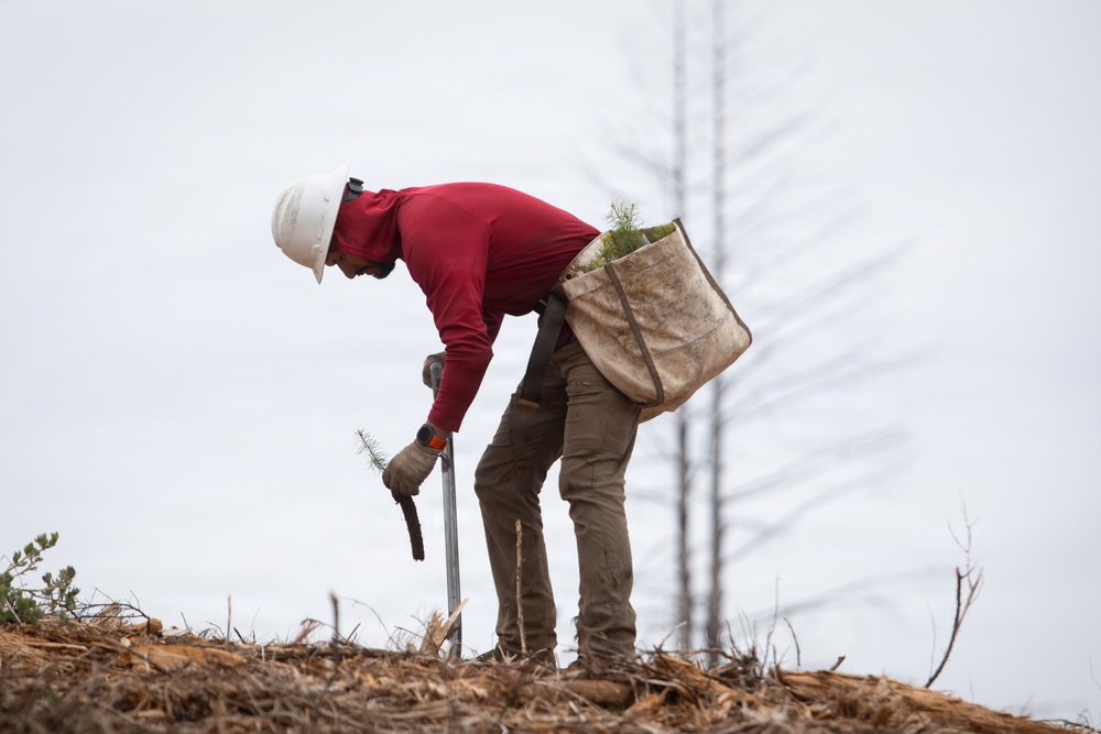 Reforestation Mendocino National Forest