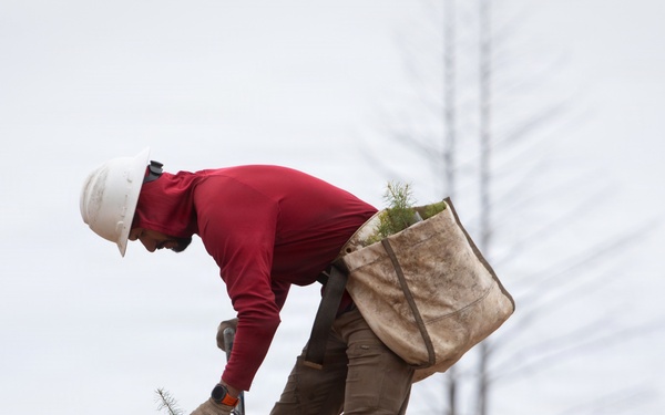 Reforestation Mendocino National Forest