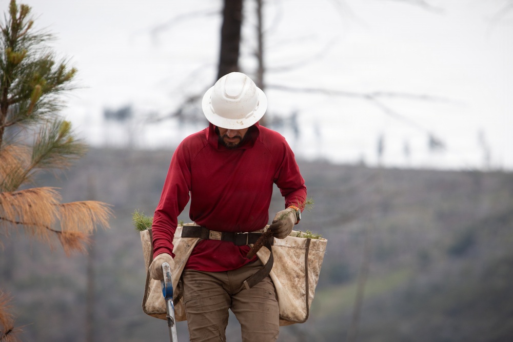Reforestation Mendocino National Forest