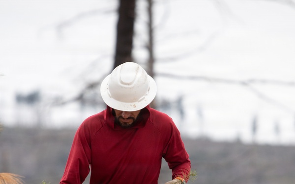 Reforestation Mendocino National Forest