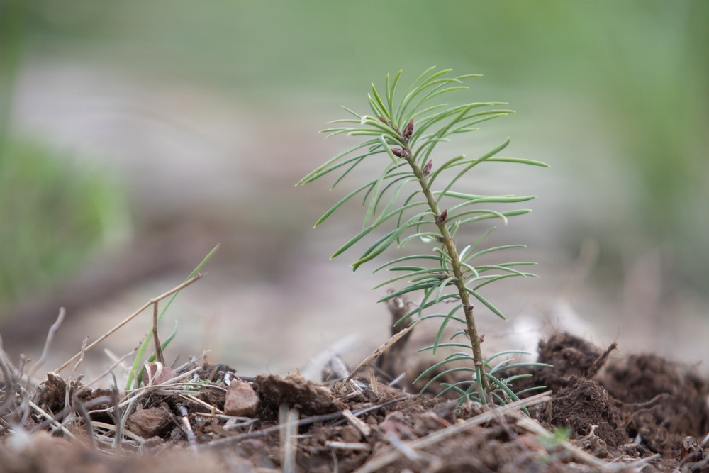 Reforestation Mendocino National Forest