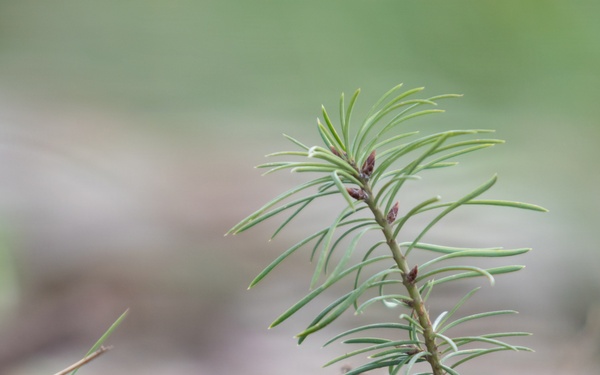 Reforestation Mendocino National Forest