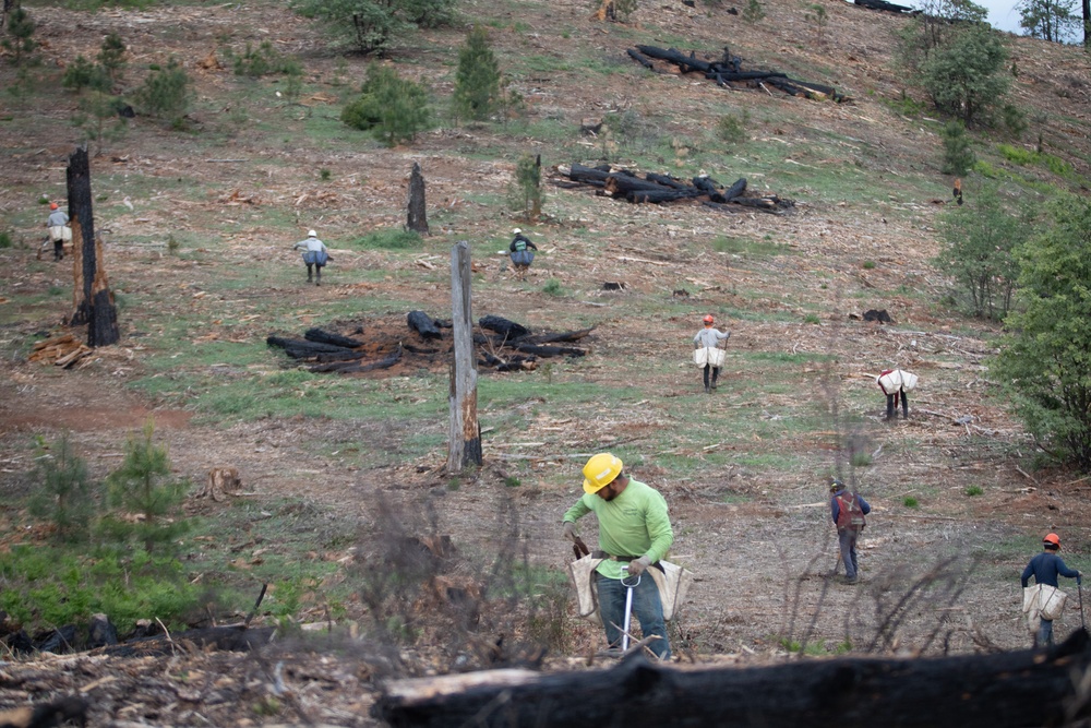 Reforestation Mendocino National Forest