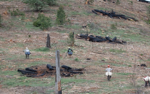 Reforestation Mendocino National Forest