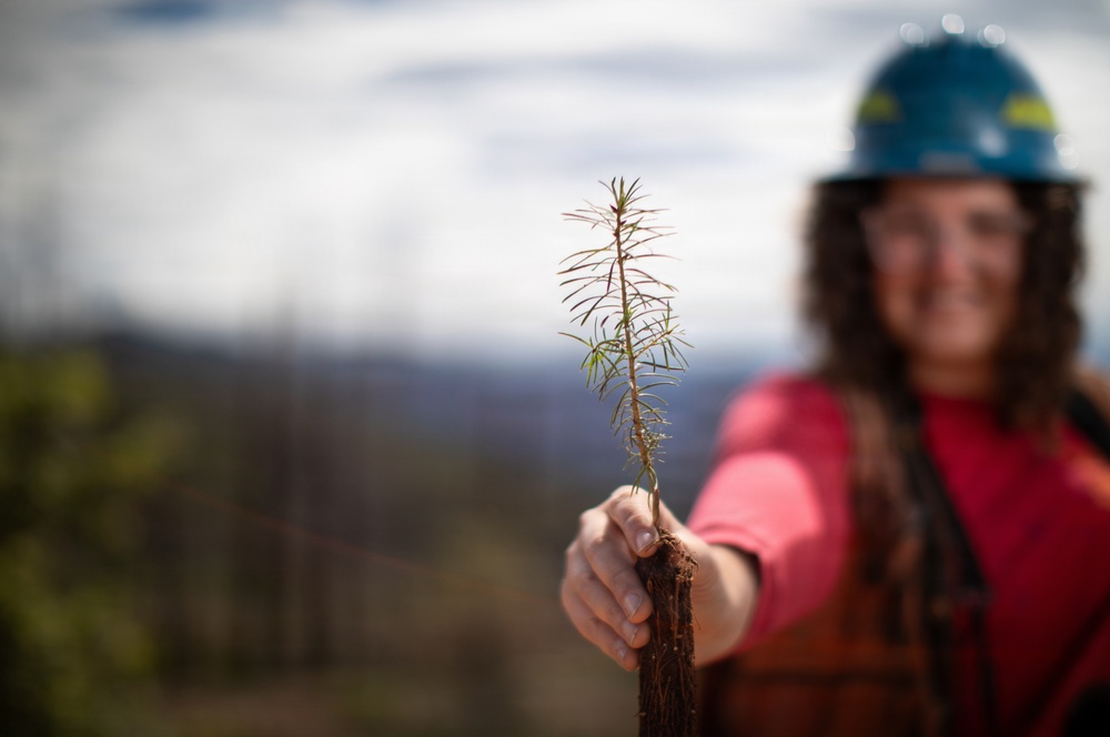 Reforestation Mendocino National Forest