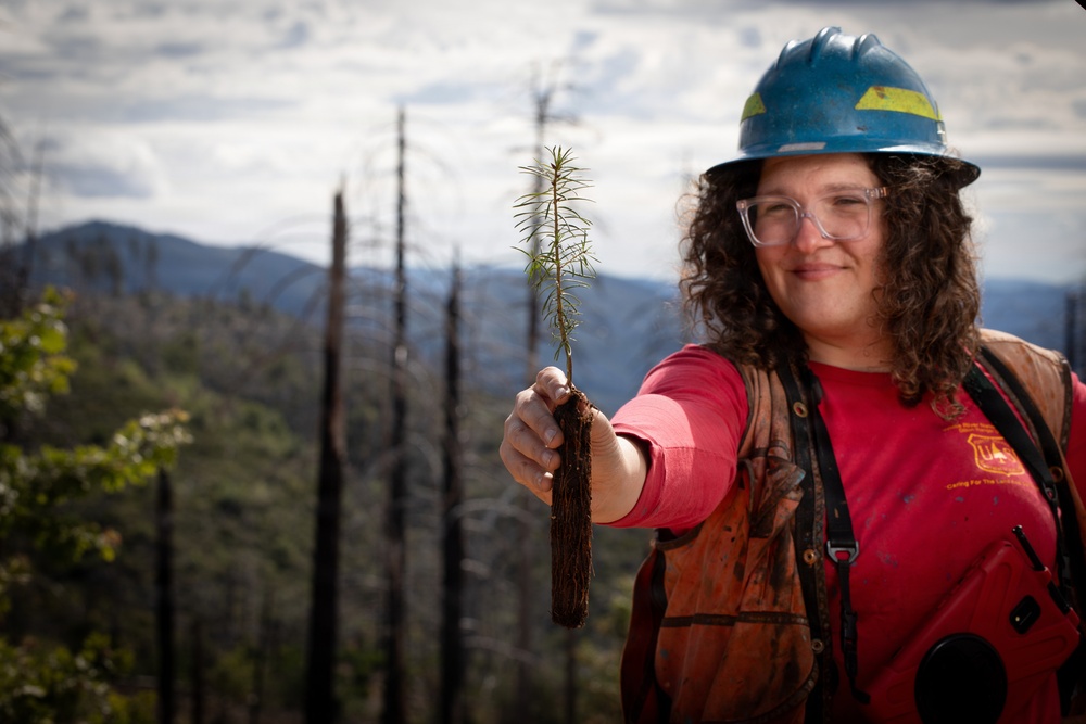 Reforestation Mendocino National Forest