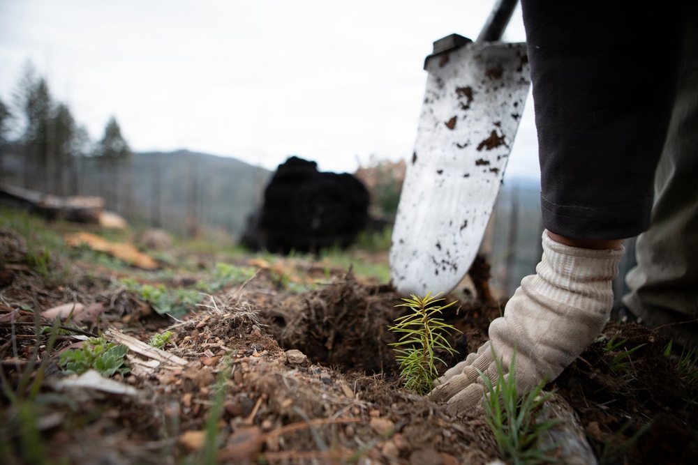 Reforestation Mendocino National Forest