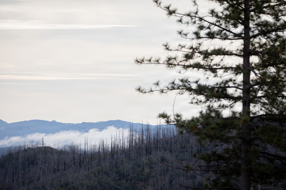 Reforestation Mendocino National Forest