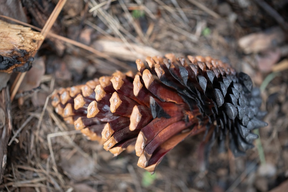Reforestation Mendocino National Forest