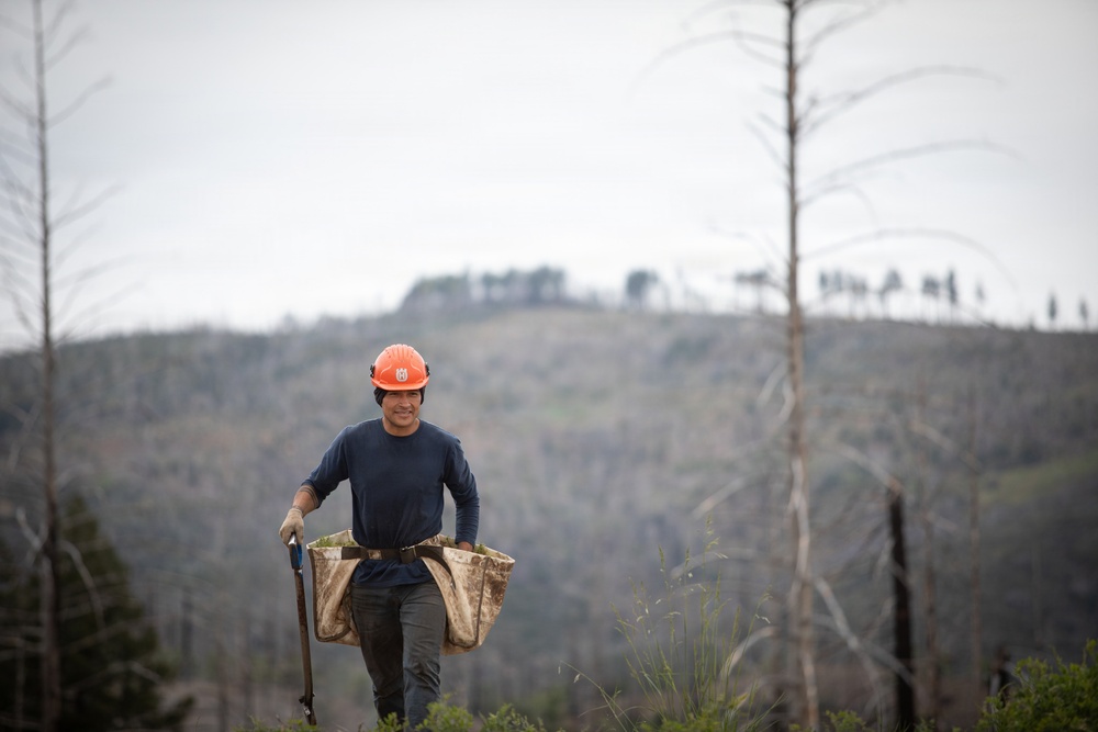 Reforestation Mendocino National Forest