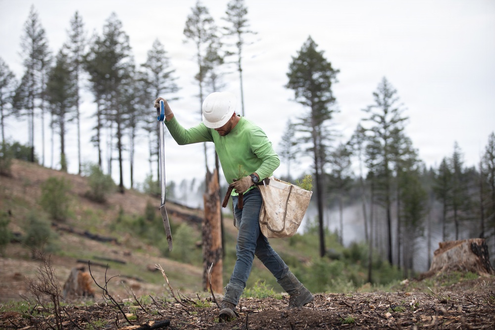 Reforestation Mendocino National Forest