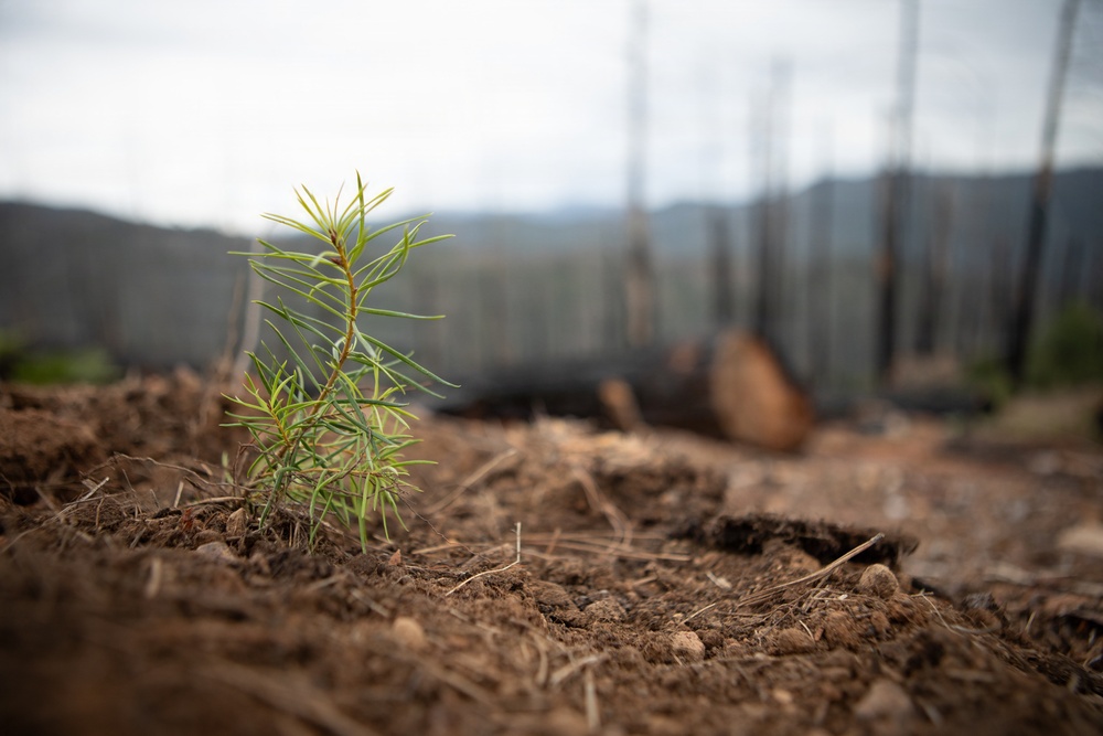 Reforestation Mendocino National Forest