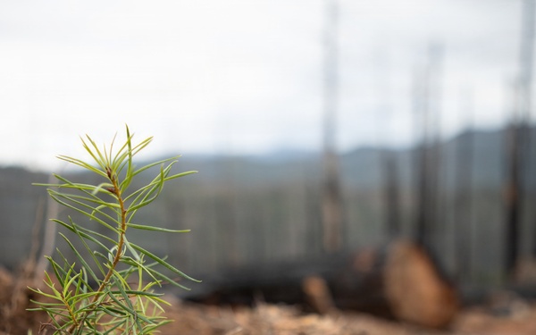 Reforestation Mendocino National Forest