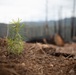 Reforestation Mendocino National Forest
