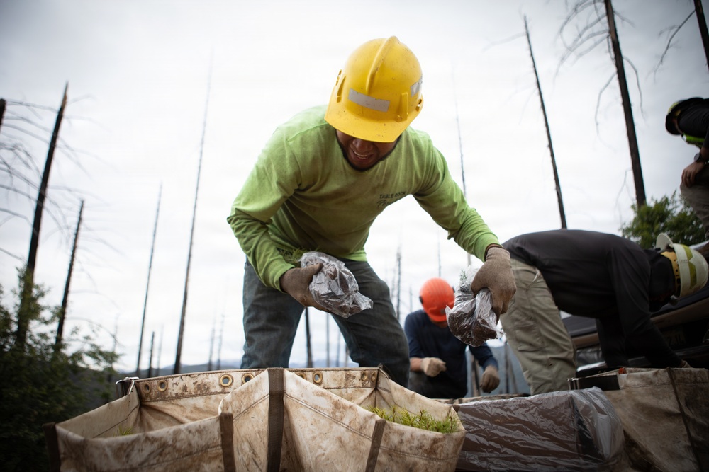 Reforestation Mendocino National Forest