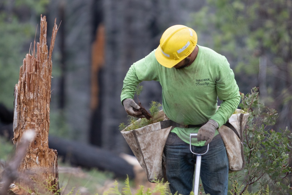 Reforestation Mendocino National Forest