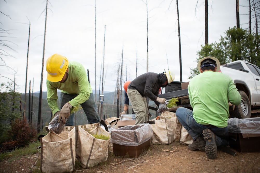 Reforestation Mendocino National Forest