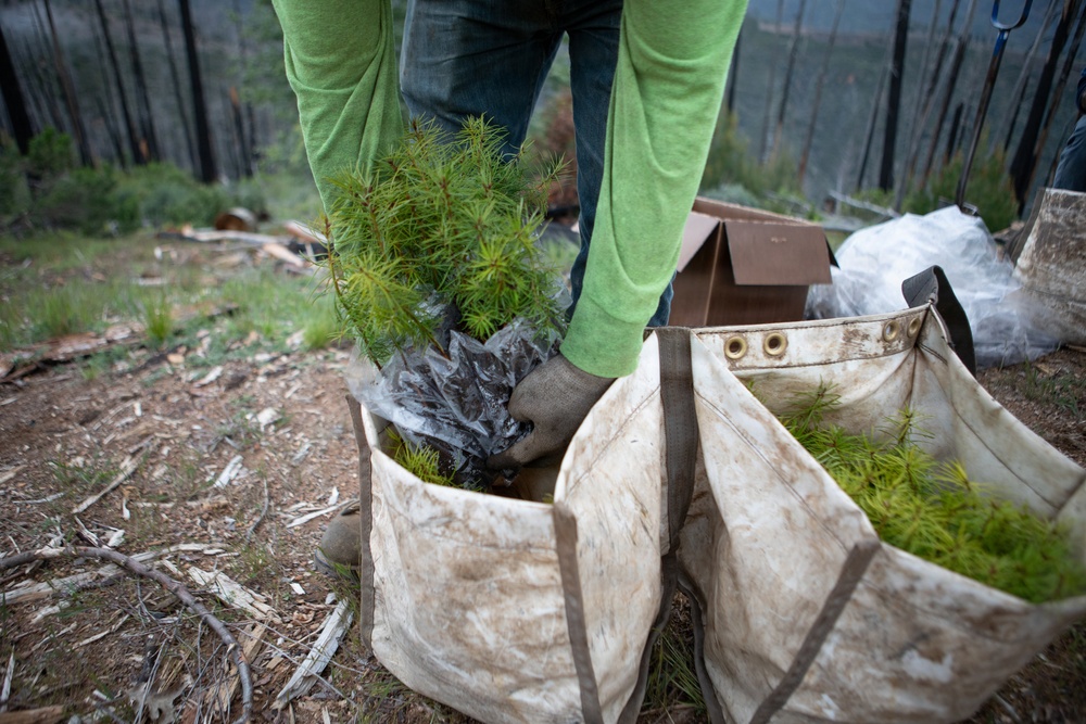Reforestation Mendocino National Forest