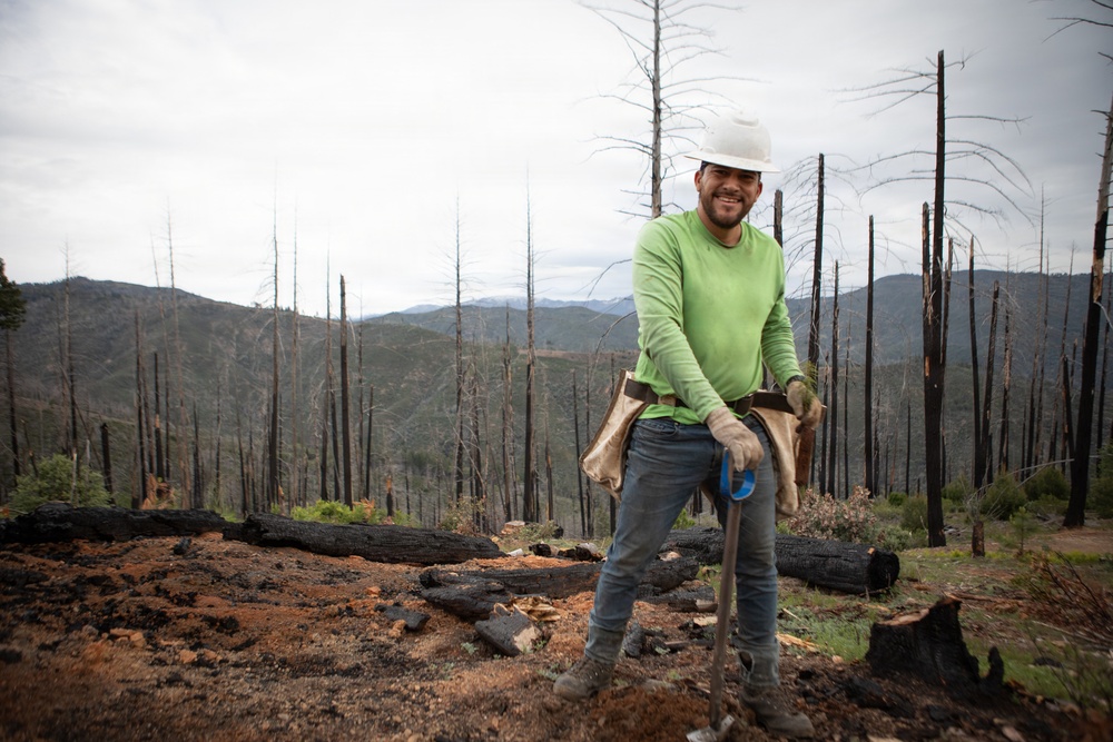 Reforestation Mendocino National Forest