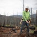 Reforestation Mendocino National Forest
