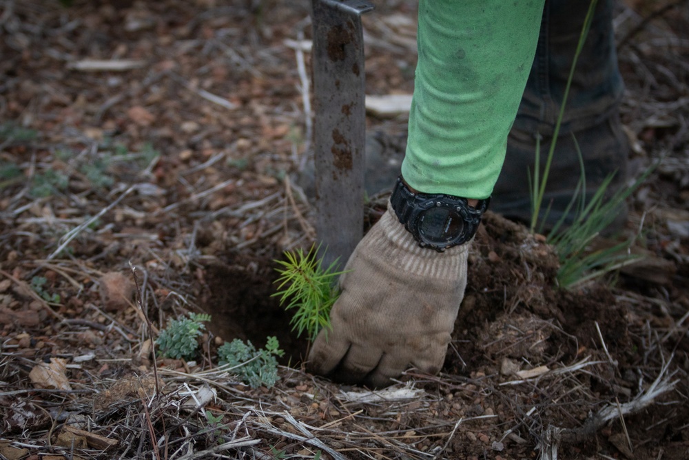Reforestation Mendocino National Forest