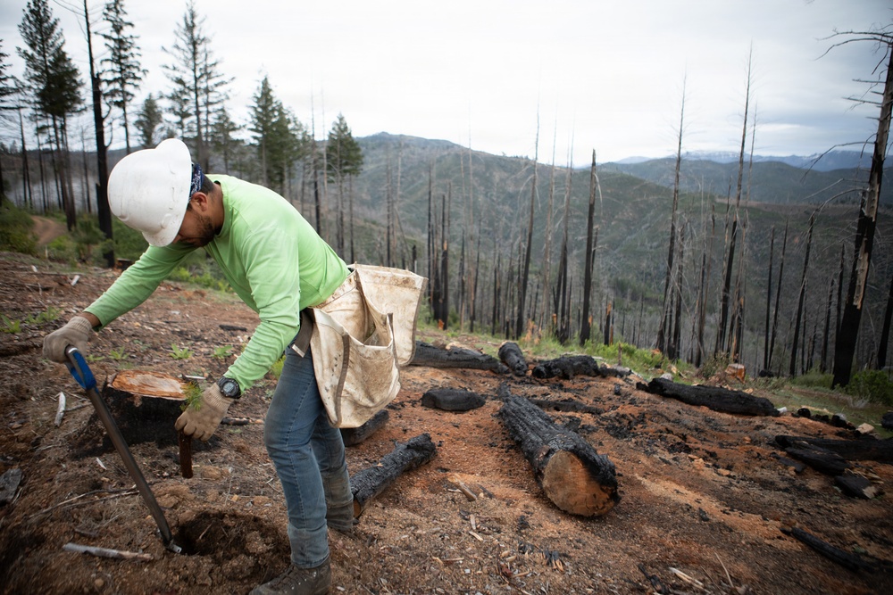 Reforestation Mendocino National Forest
