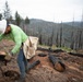 Reforestation Mendocino National Forest
