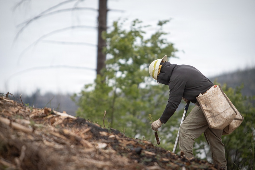 Reforestation Mendocino National Forest
