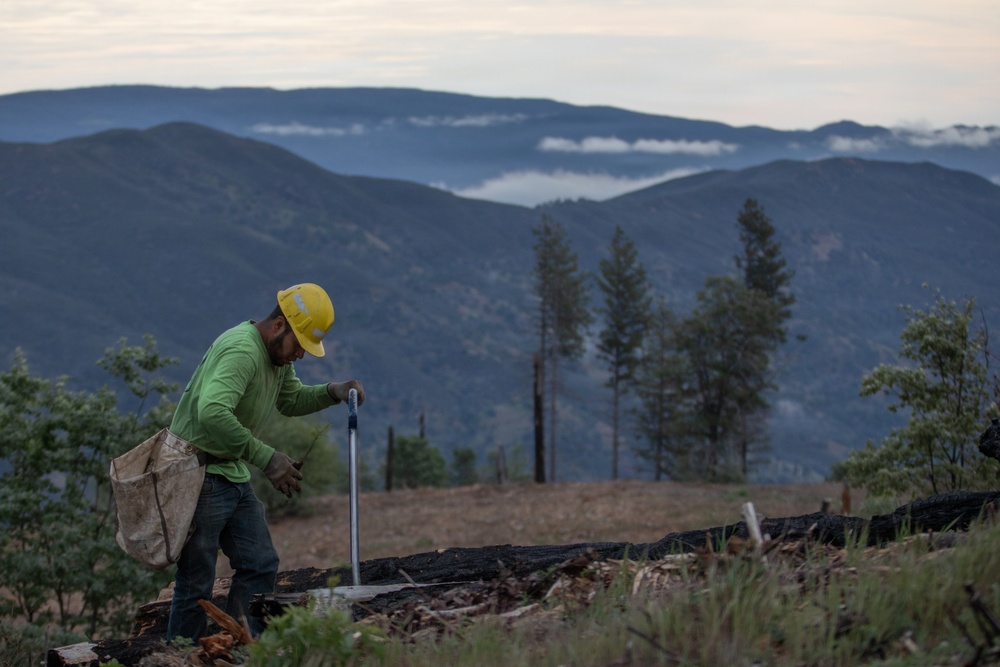 Reforestation Mendocino National Forest