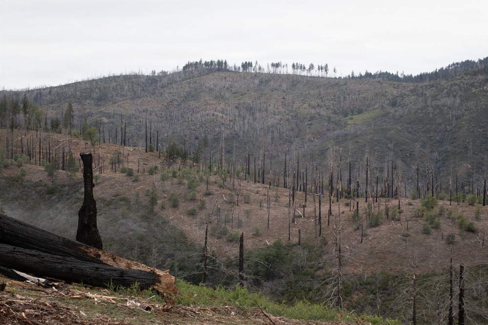 Reforestation Mendocino National Forest