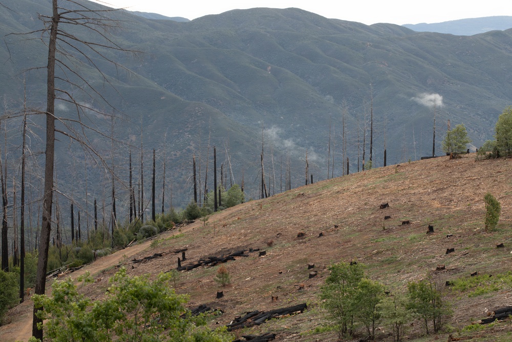 Reforestation Mendocino National Forest