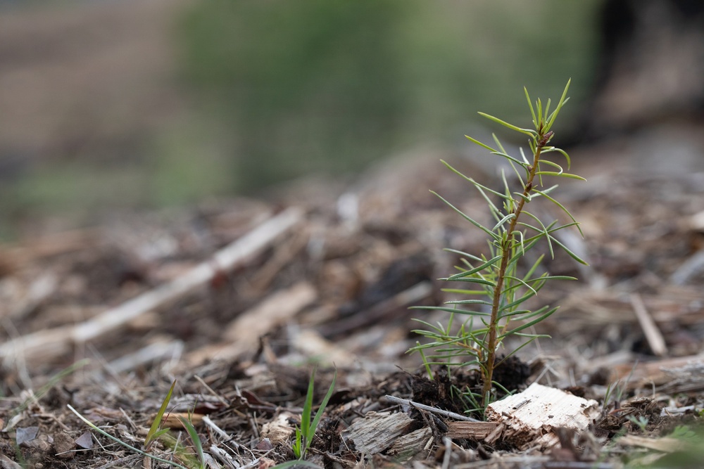 Reforestation Mendocino National Forest
