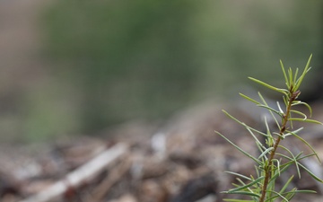 Reforestation Mendocino National Forest