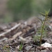 Reforestation Mendocino National Forest
