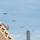 Thunder air show returns to banks of Ohio River with KYANG aircraft Thunder air show returns to banks of Ohio River with KYANG aircraft