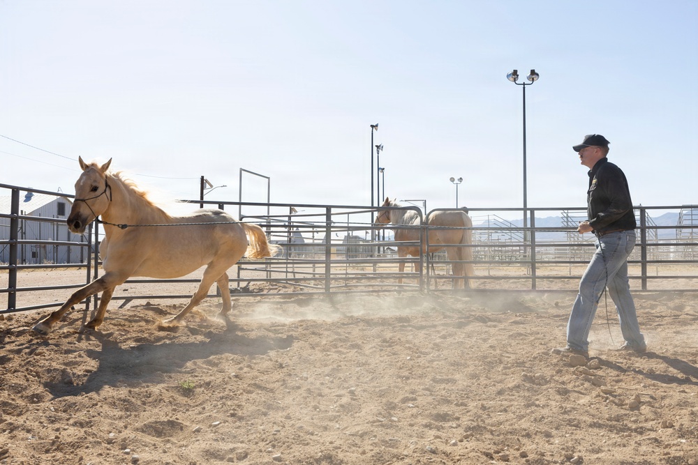 U.S. Marine Corps Mounted Color Guard conducts groundwork exercises