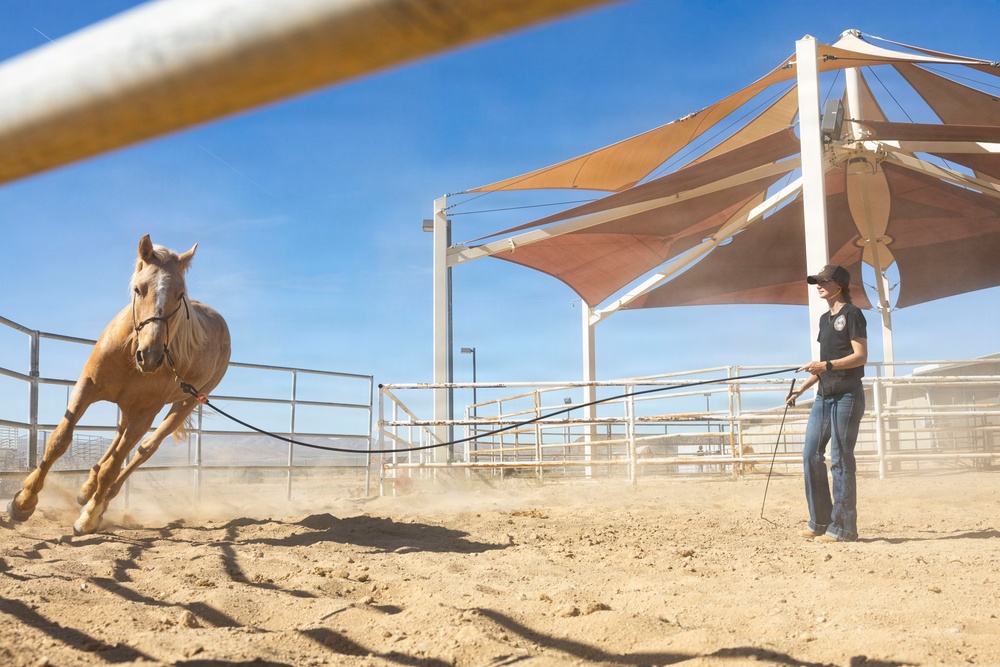 U.S. Marine Corps Mounted Color Guard conducts groundwork exercises
