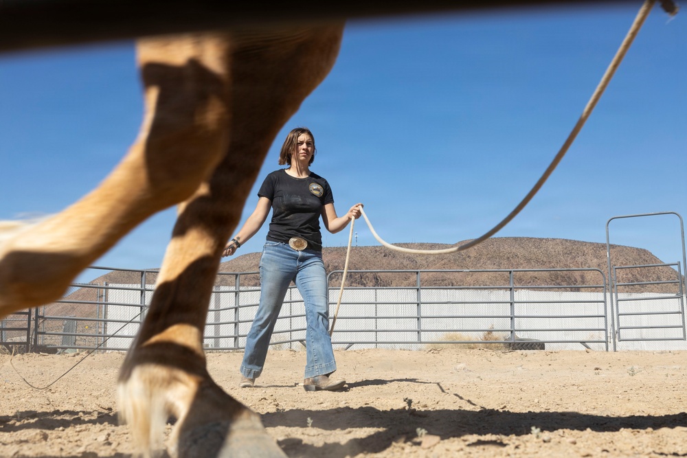 U.S. Marine Corps Mounted Color Guard conducts groundwork exercises
