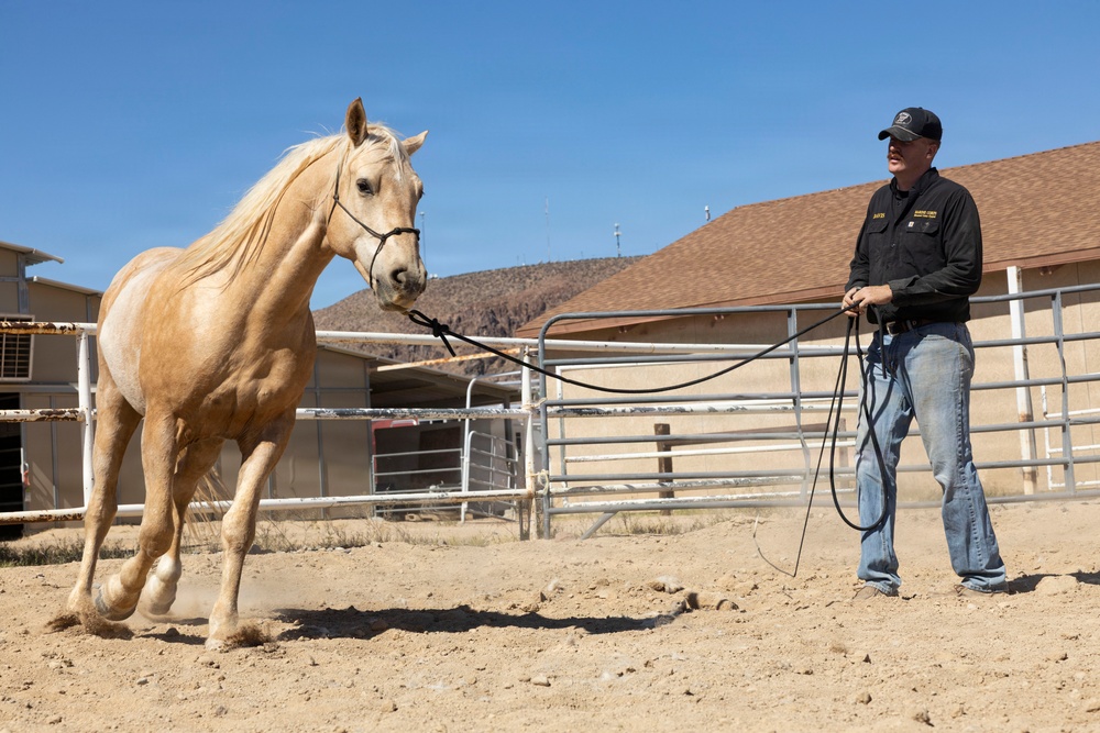 U.S. Marine Corps Mounted Color Guard conducts groundwork exercises