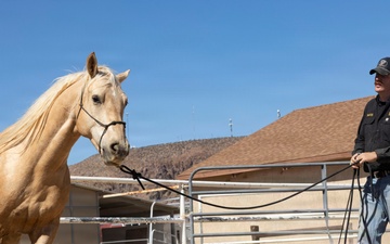 U.S. Marine Corps Mounted Color Guard conducts groundwork exercises