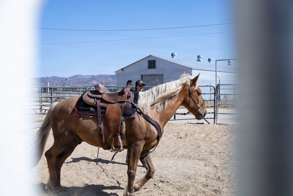 U.S. Marine Corps Mounted Color Guard trains horsemanship